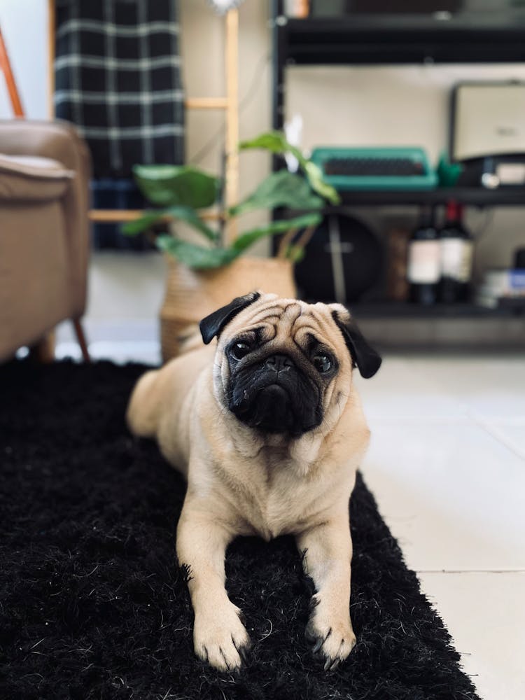 Pet Dog Lying On A Carpet