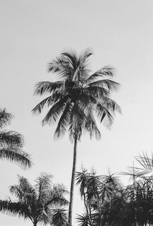 Grayscale Photo of Palm Trees