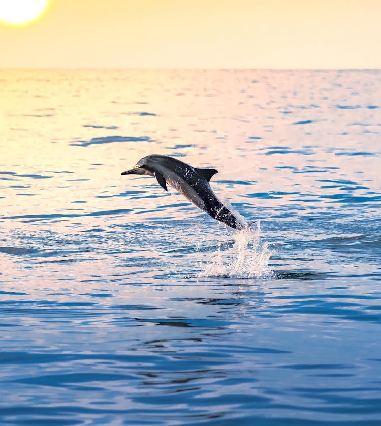 Dolphin Jumping Over Water