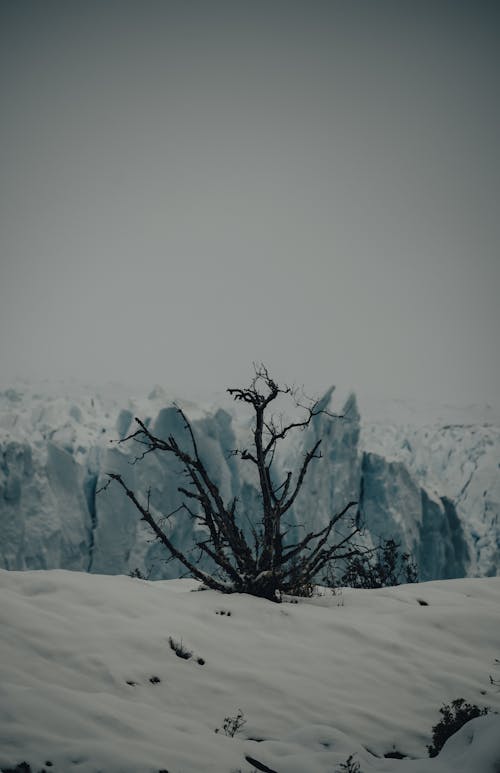 Immagine gratuita di albero senza foglie, ambiente, freddo