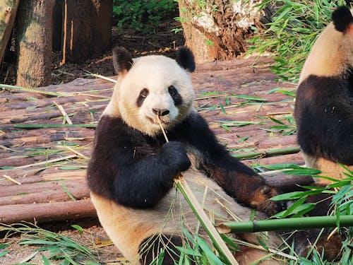 Gratuit Imagine de stoc gratuită din a închide, animal, bambus Fotografie de stoc