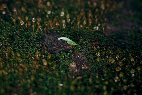 Ant Carrying a Leaf