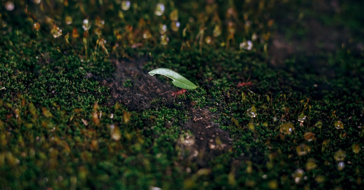 Ant Carrying a Leaf