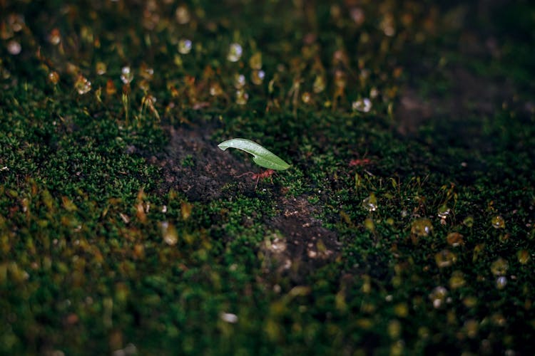 Ant Carrying A Leaf