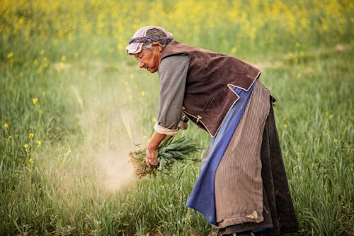 Elderly Woman Harvesting Grass