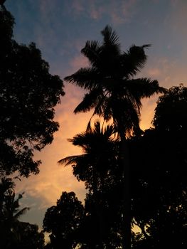 Dramatic silhouette of palm trees against a vibrant sunset sky, captured outdoors.