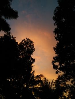 Silhouetted trees against a vibrant sunset sky, perfect for nature-themed projects.