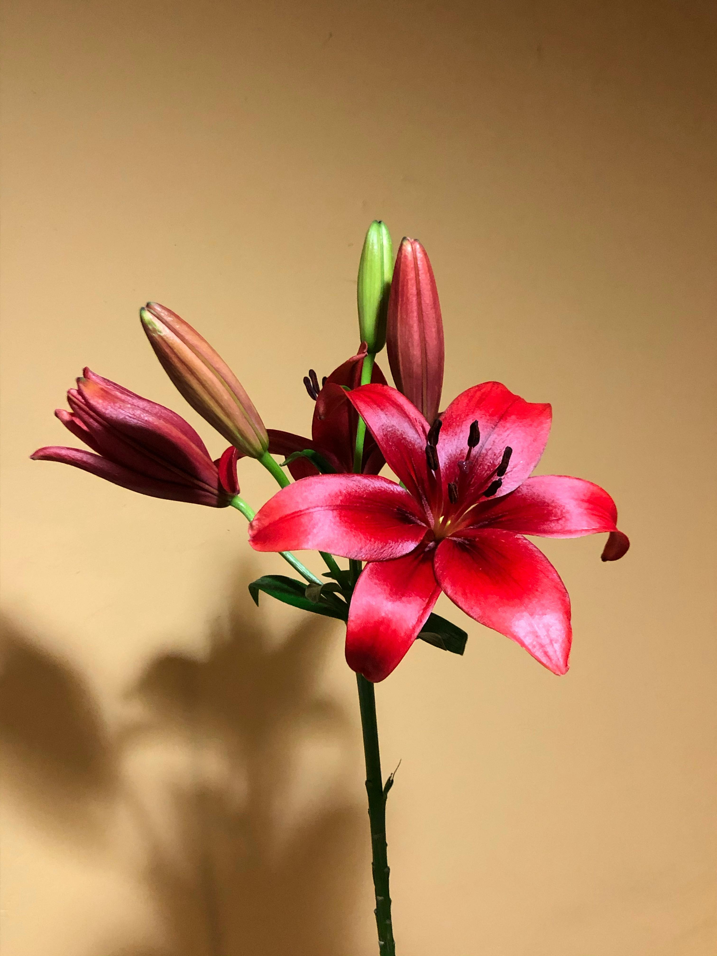 Close-up of a vibrant red lily flower in full bloom indoors, Mexico City.