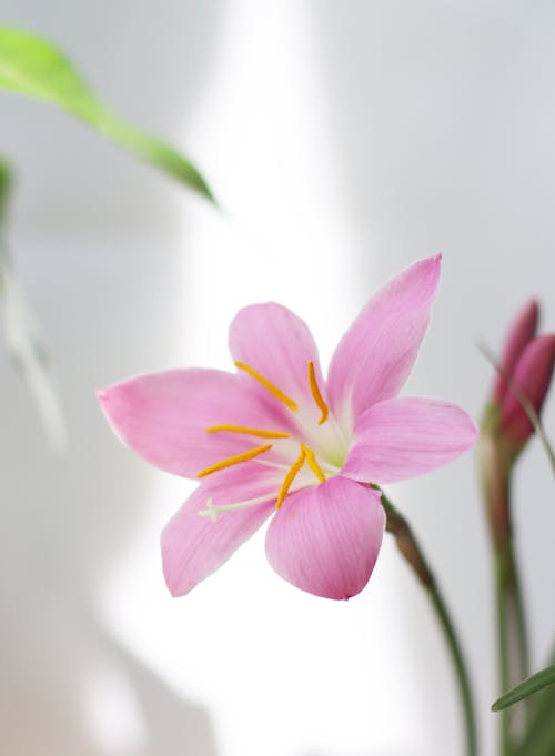 Fotos de stock gratuitas de de cerca, estambres, flor rosa