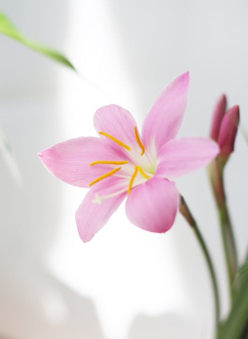 꽃 사진, 꽃잎, 백합의 무료 스톡 사진