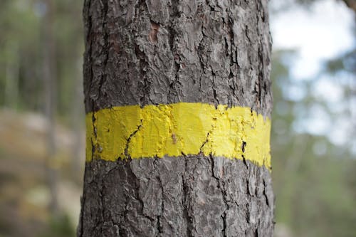 Yellow Line Painted on Tree Trunk
