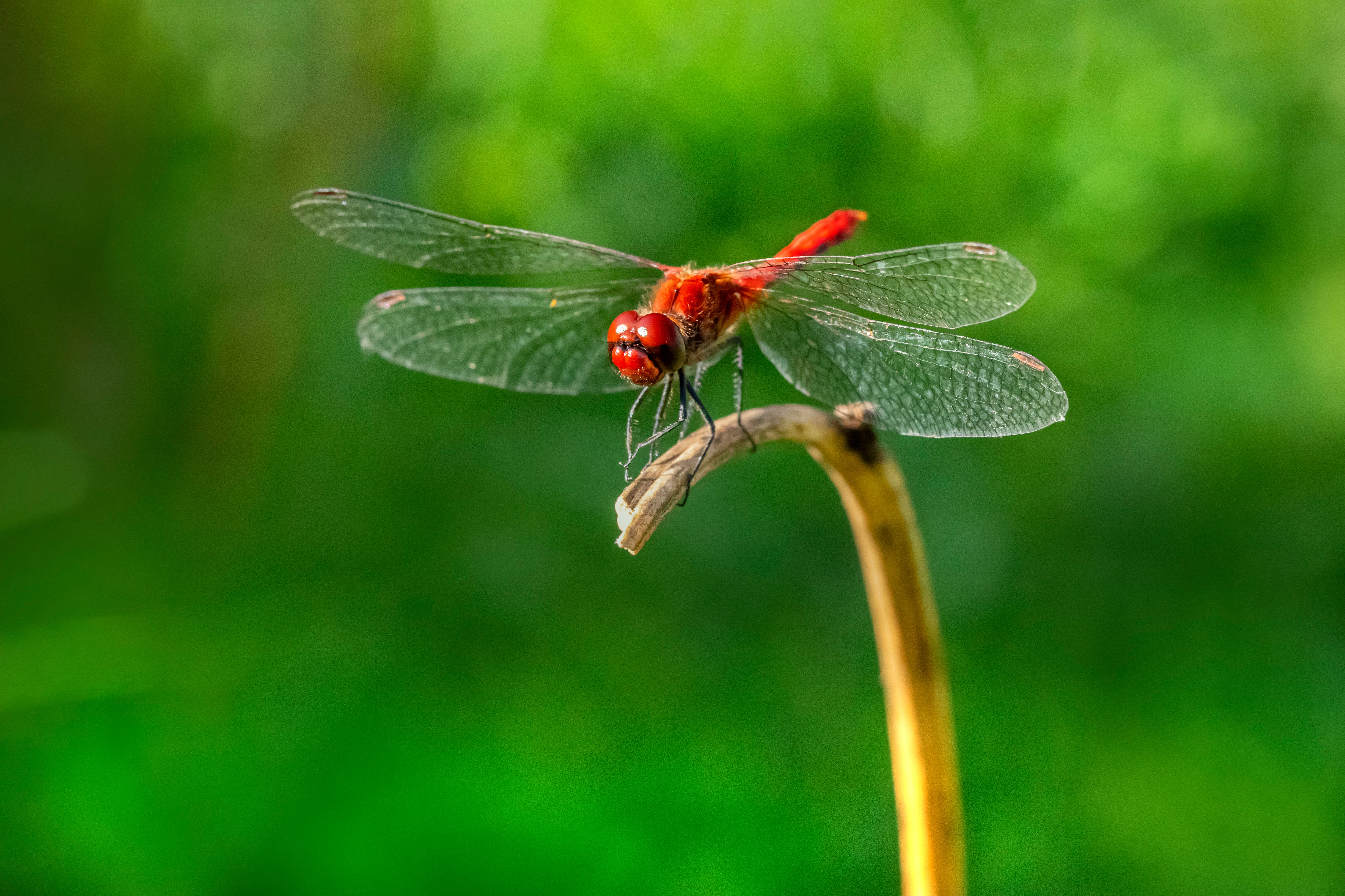 Dragonfly Perched on a Brown Stem · Free Stock Photo