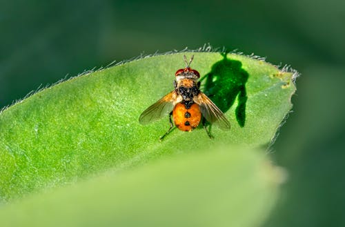 bezplatná Základová fotografie zdarma na téma beruška moucha, bezobratlí, fotografování hmyzem Základová fotografie