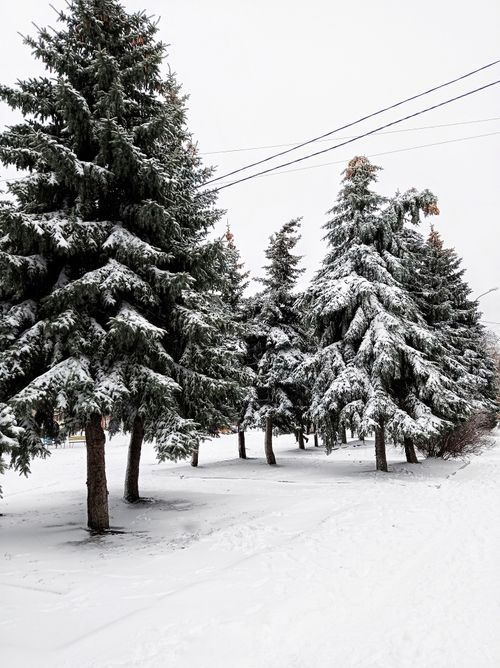 Free Snow-covered pine trees in a serene winter landscape in Kamianske, Ukraine. Stock Photo