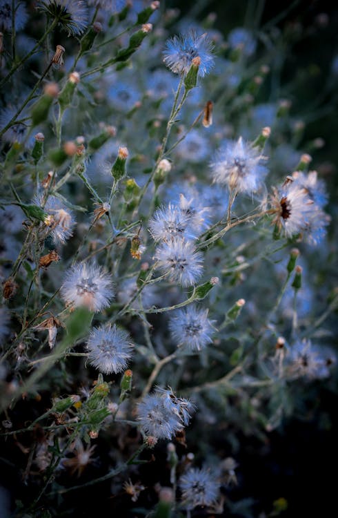 Kostenloses Stock Foto zu blumen, blütenknospen, grazil