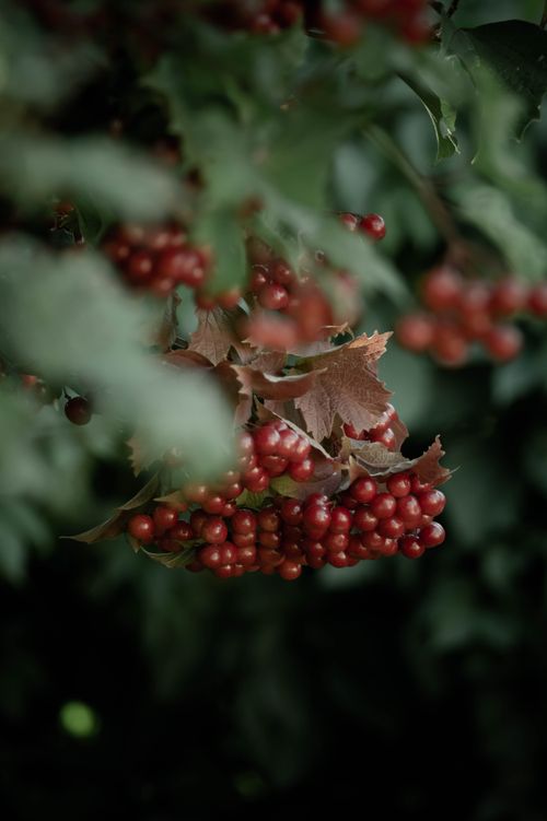 Free Close-up of vibrant red berries and lush green leaves with a dark, moody background. Stock Photo