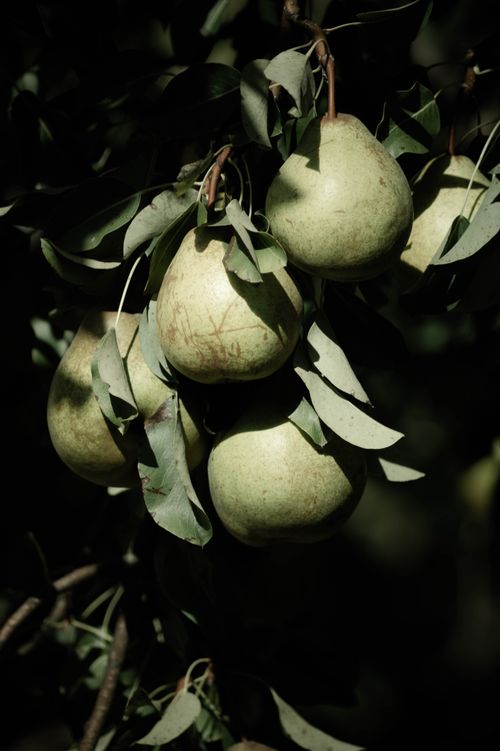 Free Vertical shot of ripe pears and leaves on a tree branch, showcasing natural maturation. Stock Photo