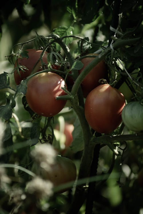 Red Tomatoes with Green Leaves