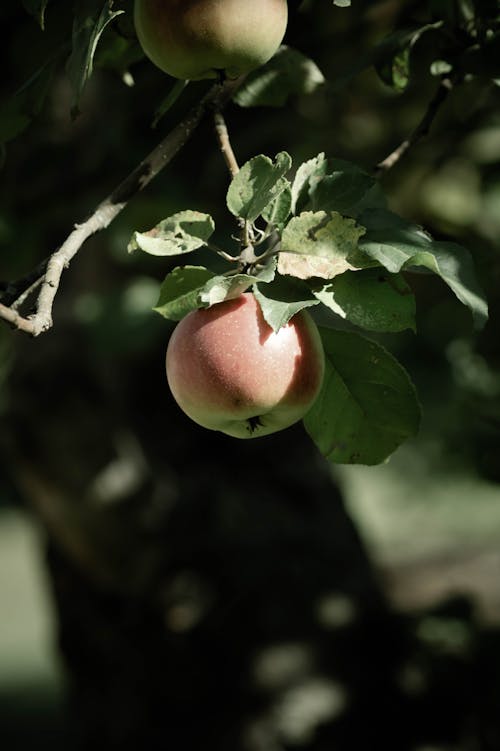 Gratis stockfoto met appel, detailopname, eten