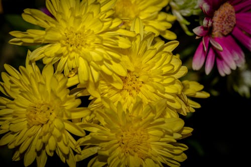 Бесплатное стоковое фото с желтый, цветок