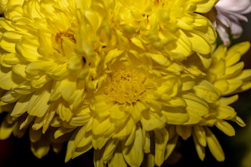Foto d'estoc gratuïta de flor, groc