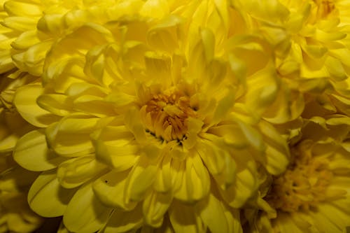 Darmowe zdjęcie z galerii z kwiaty, piękny kwiat, żółty
