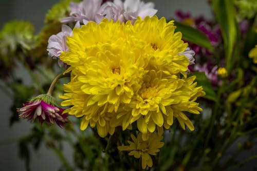 Gratis lagerfoto af blomster, bundt, gul