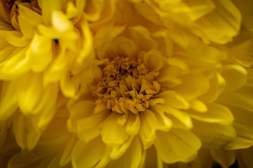 Gratis arkivbilde med blomst, gul, makro