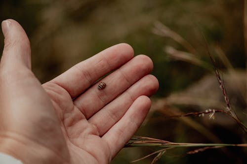Ingyenes stockfotó coleoptera, katicabogár, kéz témában Stockfotó