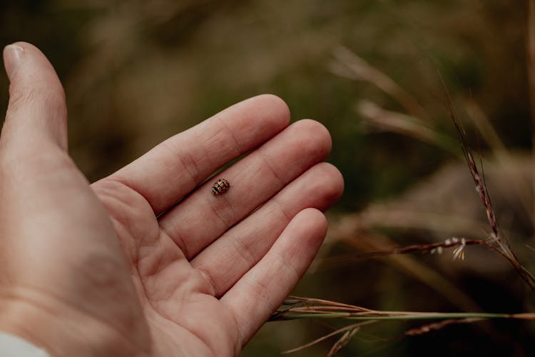 Ladybug Crawling On A Hand