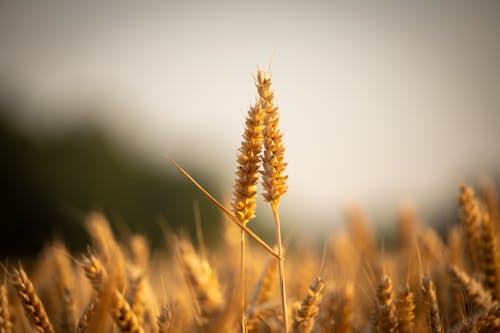 夏天, 小麥, 日出 的 免费素材图片