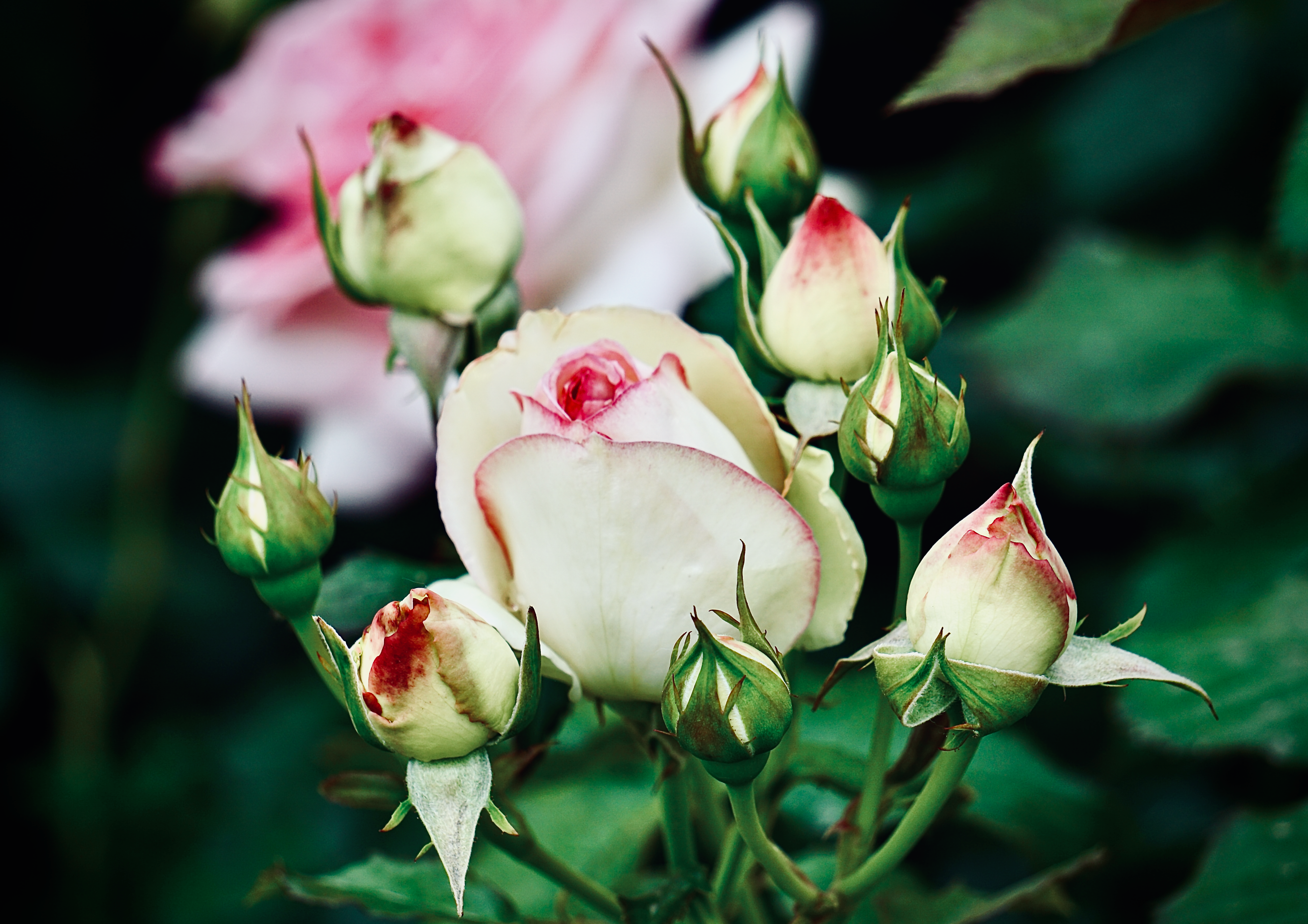 Detailed close-up of pink rose buds in a verdant garden setting, showcasing delicate petals.