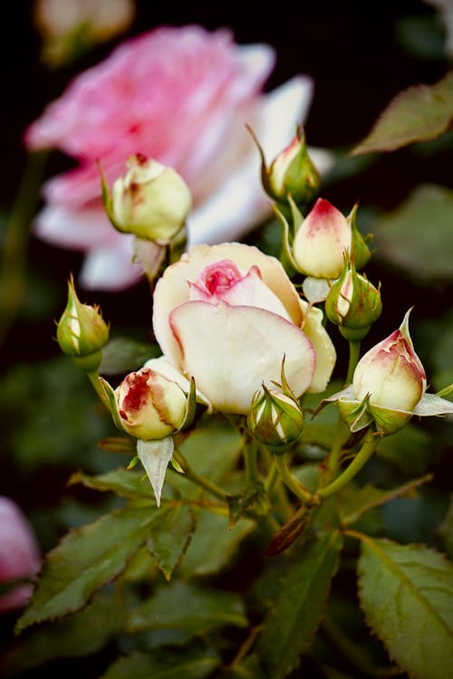 免费 垂直拍摄, 特写, 玫瑰 的 免费素材图片 素材图片