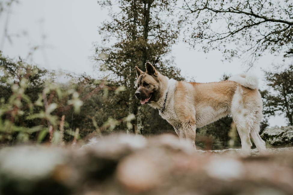 American Akita dog training guide - Loyal, Dignified, Courageous Working breed from Japan/United States