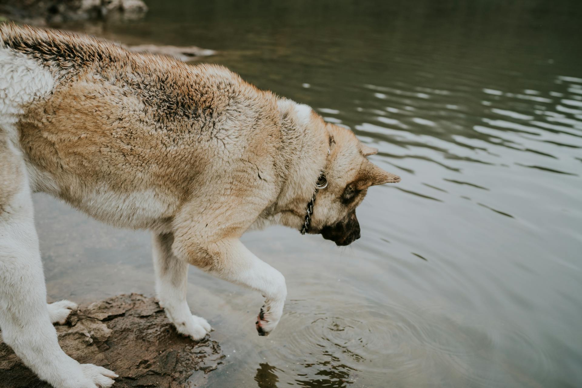 Brown and White Short Coated Dog Standing on Water