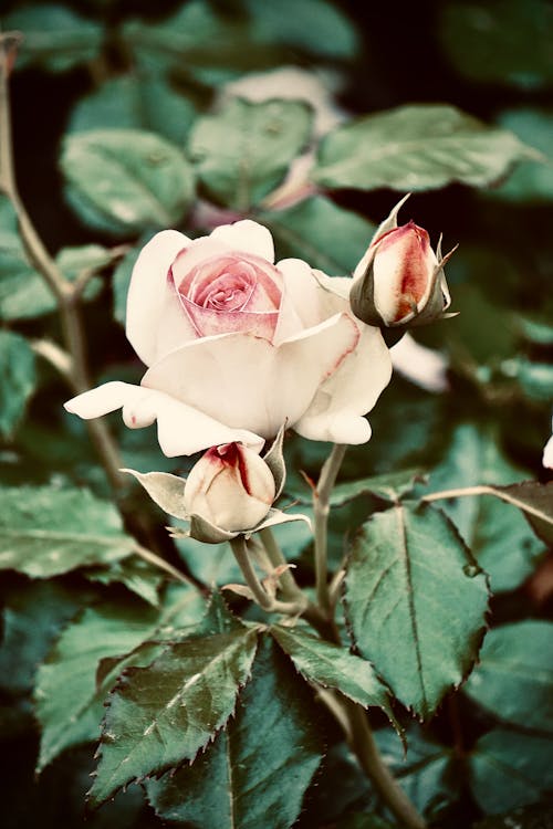 Pink and White Roses in Bloom