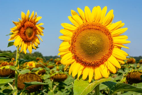 Free Sunflowers Stock Photo