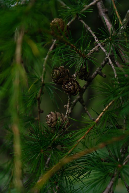 Brown Pine Cone on Green Tree