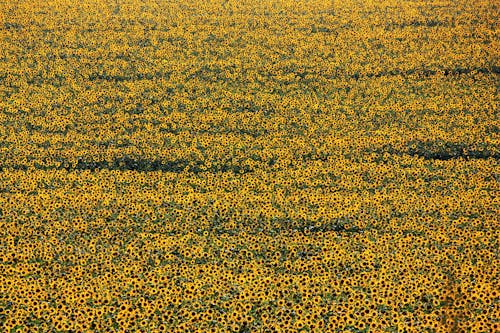 Fotos de stock gratuitas de amarillo, campo de girasoles, floreciente