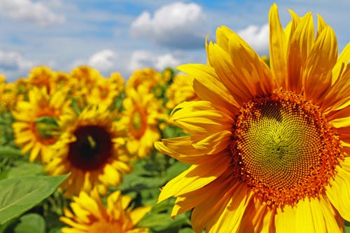 Kostenloses Stock Foto zu blauer himmel, blumen, blumenphotographie