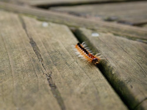 Black and Brown Caterpillar on Wooden Surface