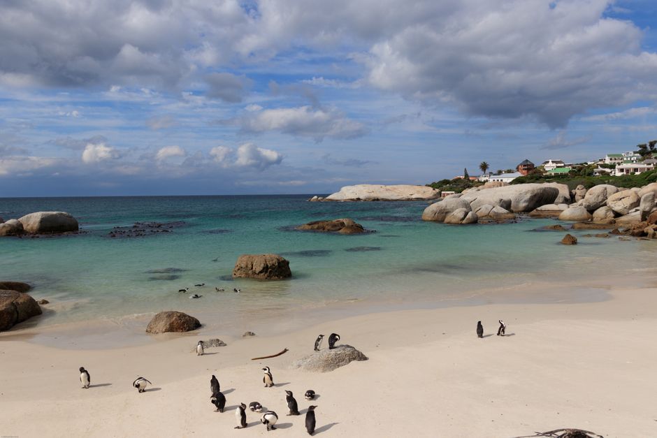 African penguins waddling on Boulders Beach in Simon's Town, South Africa