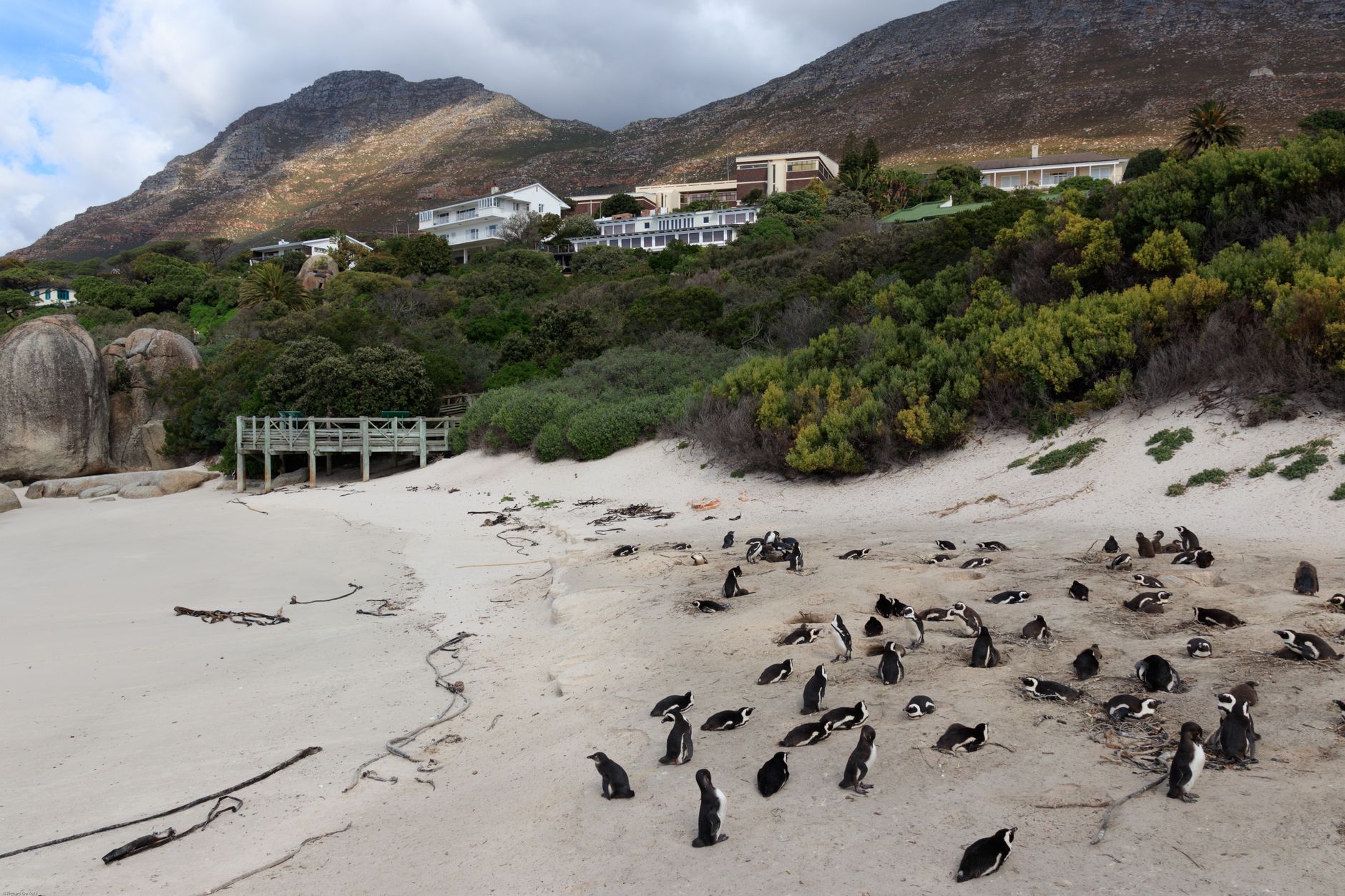 Boulders Beach penguin colony