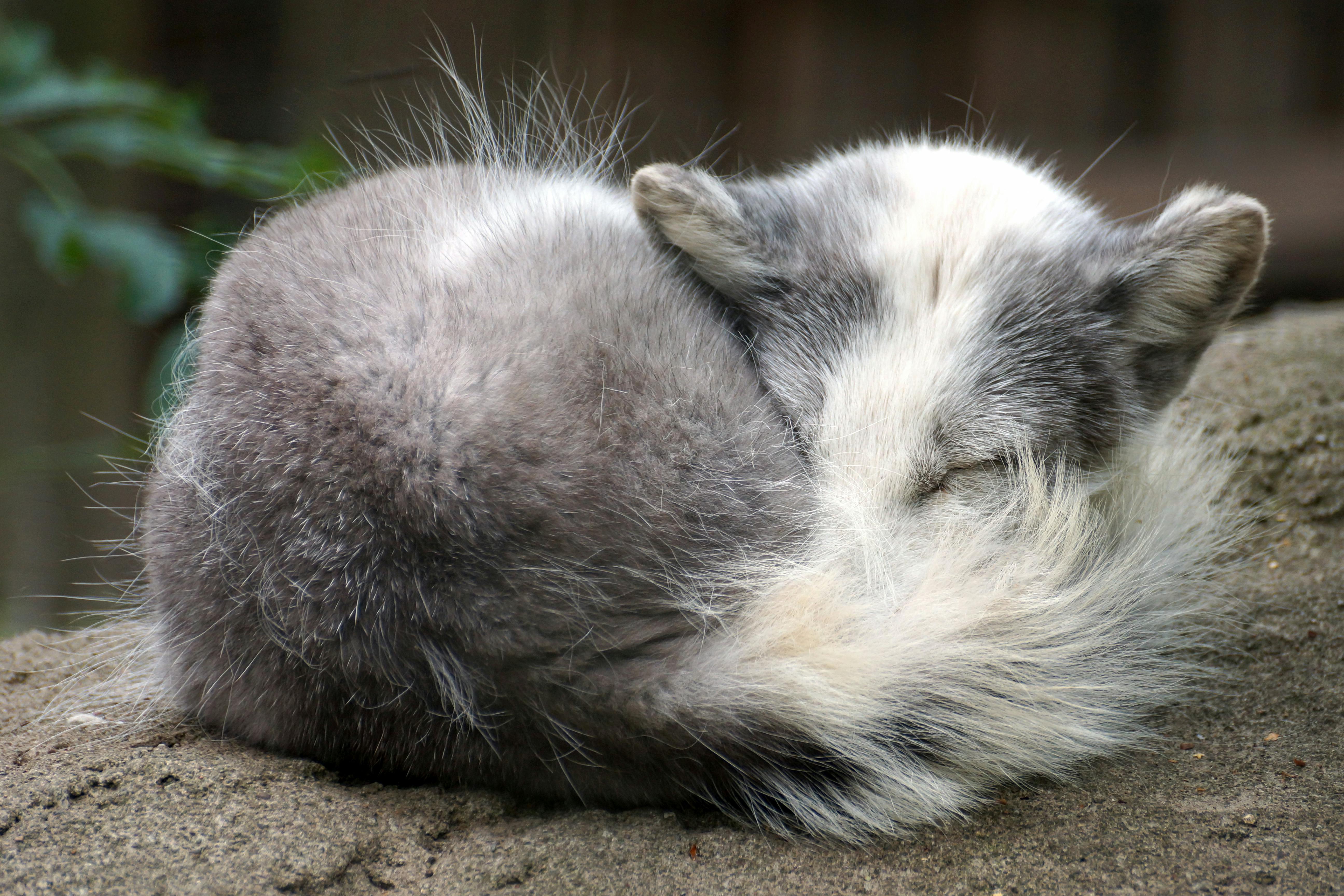 Free stock photo of animal, asleep, Polar fox