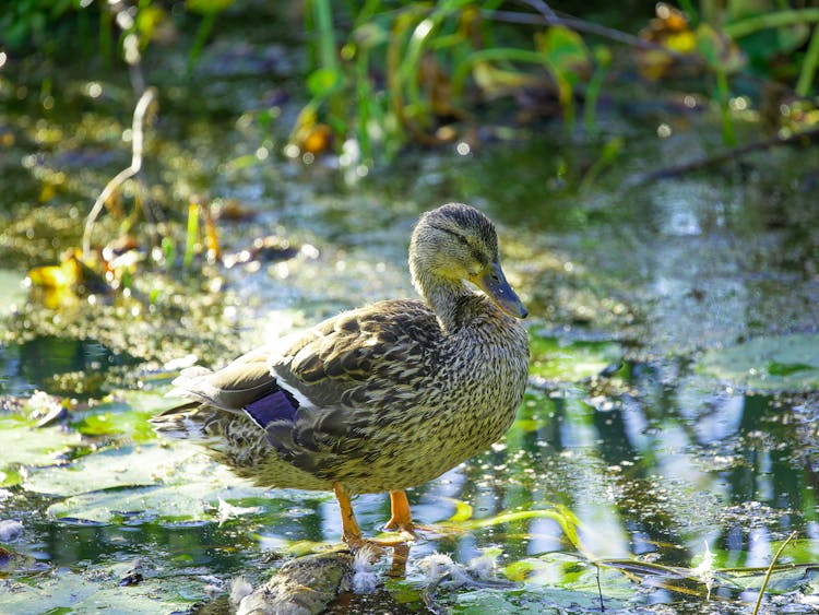 Brown Duck On Water