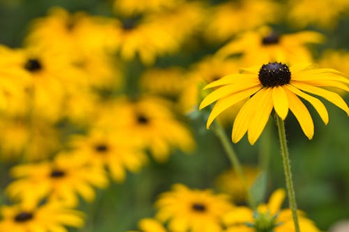 검은 수잔, 노란색 꽃, 섬세한의 무료 스톡 사진