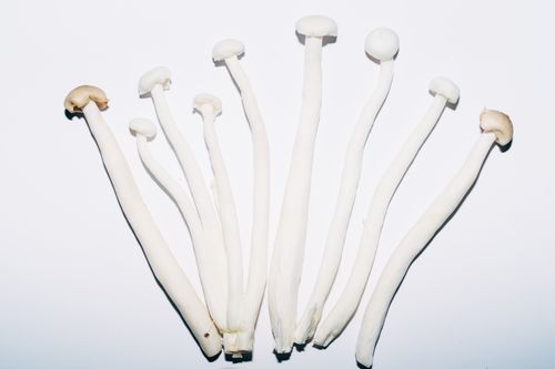 Free Close-up of fresh Enoki mushrooms arranged on a white background, displaying their slender stems. Stock Photo