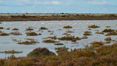 Ingyenes stockfotó állatfotók, flamingók, fű témában