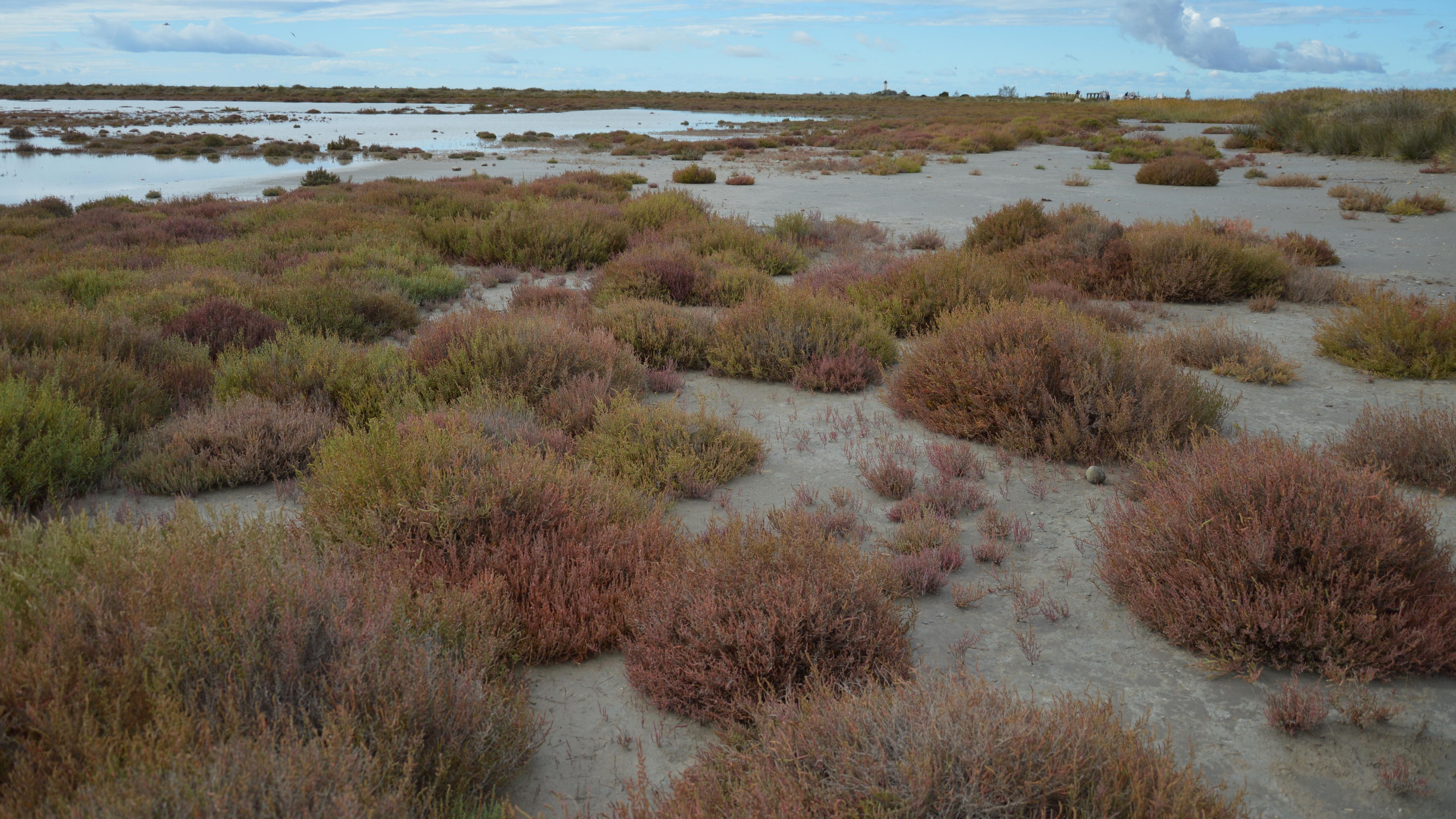 海辺の塩湿地に、赤みを帯びた低い植物が広がる風景