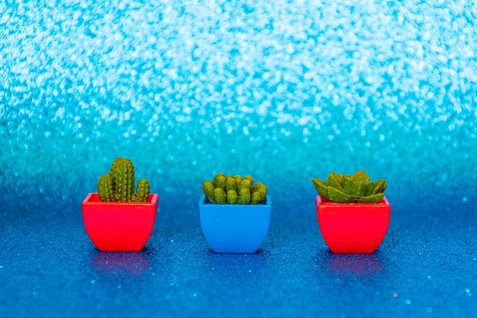 Colorful cacti and succulents in pots on a bright blue background. Perfect for a refreshing indoor garden theme.